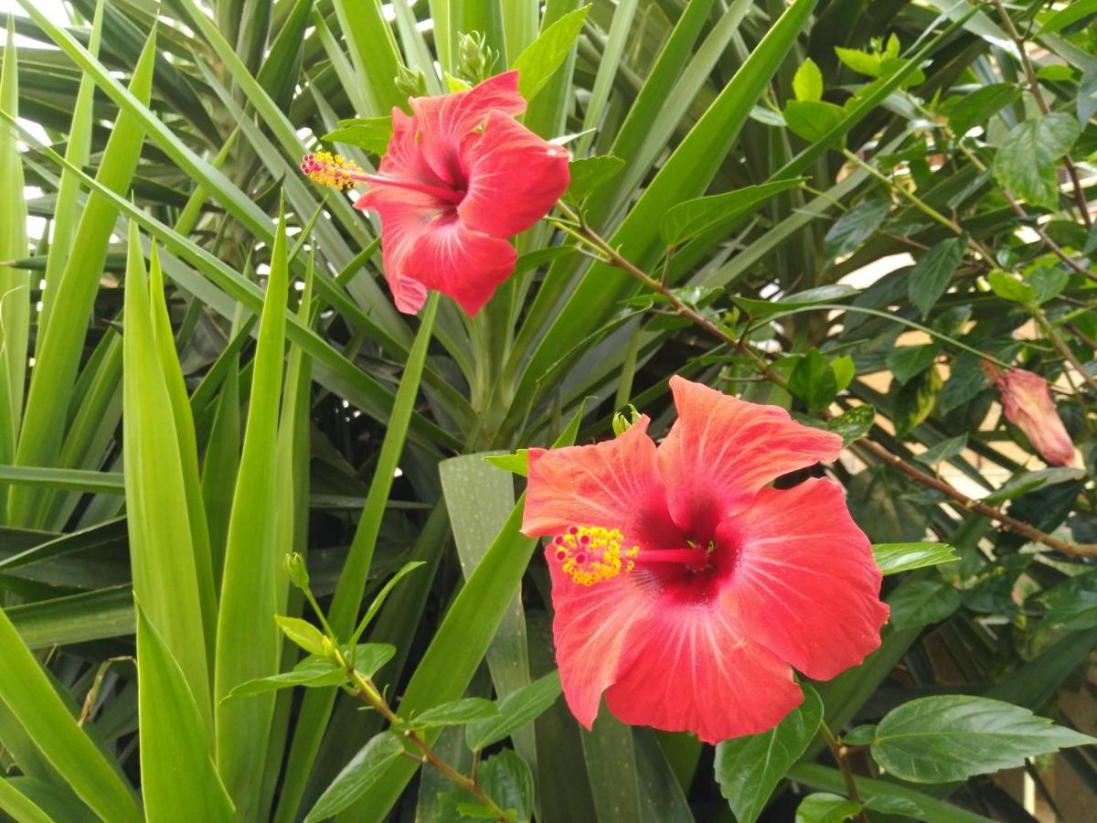 Vila L'Hibiscus Di Lucia Alghero Exteriér fotografie